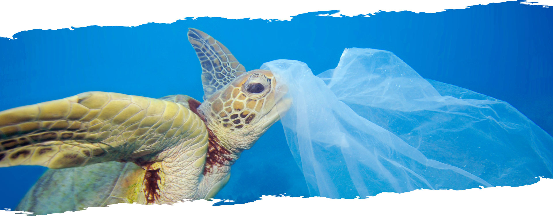 tortue marine qui a la tête coincé dans un sac plastique